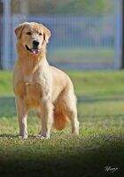 Golden Sunset's Gauss Alicia Golden Sunset's Gauss Alicia