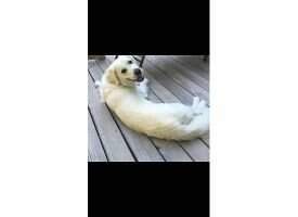 Arcadia White Golden's Finley Arcadia White Golden's Finley
