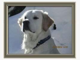 Homewrdbound's Brown Sugar