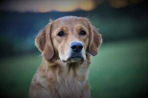 Arania my Golden Elixir