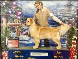 UKC Intl Natl CH IC-CH OPK's Up The Brook Without A Paddle CGCA CGCU TKA UKC Intl Natl CH IC-CH OPK's Up The Brook Without A Paddle CGCA CGCU TKA