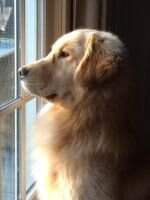 Harborview Snow Reason Four Paws BN CGCA TKN
