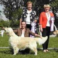 C.I.B. CHD (VDH) ClubD CH CHCZ CHSK Thevenet Pure Passion Crufts Qualified for life