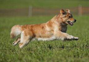 UKC CH Lycinan's Jiminy Cricket TKI UKC CH Lycinan's Jiminy Cricket TKI