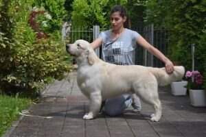 CH.CRO.SLO. JCH.CRO.SLO. JCW.CRO'15 Blondilex Braveheart JBIS WINNER BOG WINNER WINNER BIS3 ALL BREEDS WINNER