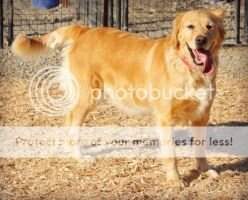 Chelsy Ginger Chelsy Ginger