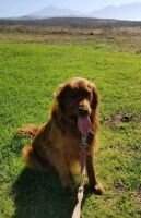Sir Cyrus The Great Sir Cyrus The Great