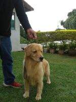 MAGNO GOLDEN DELILAH
