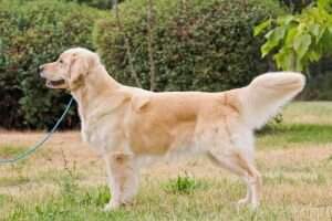 NELIANA (RKF 3432044) Grand ch.RUS, BLR, GEO, RCACIB, Club CH,ch.RKF, FT-Duck