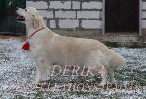 Derika CONSTELLATIONS IVADAS Derika CONSTELLATIONS IVADAS