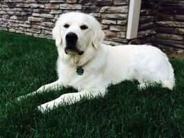 Geist Golden Brody