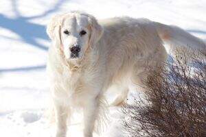 Chris Ti Gracie's Golden Touch CGCU CGCA THDN TKN
