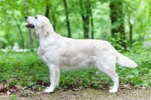 Multi.Ch, Multi.JCh Diana Of Sunnyfields Multi.Ch, Multi.JCh Diana Of Sunnyfields