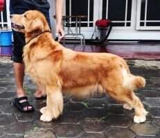 The Wagging Tail's Aphrodite ''VENUS' The Wagging Tail's Aphrodite ''VENUS'