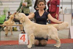 CIB & CIE, RUS ,CZE,LIT CH Family Happiness iz Doliny Solnca EURASIA CHAMPION 2017 CIB & CIE, RUS ,CZE,LIT CH Family Happiness iz Doliny Solnca EURASIA CHAMPION 2017