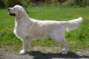 Timeless Golden kiss me Bentley