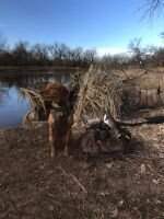 SHR Penny's Birdland Benelli