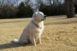 Lake Country's Heroic Destiny TKN