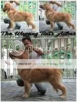 The Wagging Tail's Aether EDER