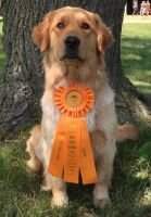 Wildwing Goldens Got Razzma-Taz CCA