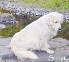 Serendipity Shasta of Scattercreek