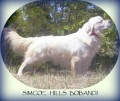 Simcoe Hills Bobandi