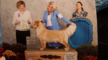 CH/ CH Karagold's Dynasty Razin the Boom DJ DN CH/ CH Karagold's Dynasty Razin the Boom DJ DN