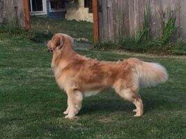 Oryan's Sawyer Oryan's Sawyer