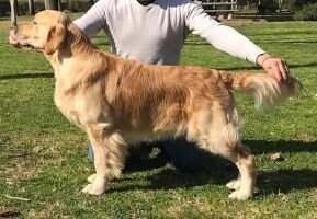 PT CH CH God Of War Canine Genetic's PW-19 GPW-16