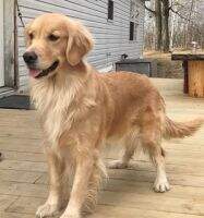 Maple's Joyful Creation CCA, CGCA, Therapy Dog - Predictible