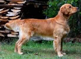 Athos Golden Elianne