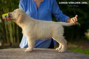 Lords-V?rlden Jarl Lords-V?rlden Jarl