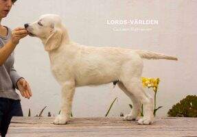 Lords-V?rlden Rollo Lords-V?rlden Rollo