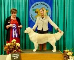 U-CH Golden Romance Grace Kelly CGCA CGCU RATI CA TKN BCAT CCA