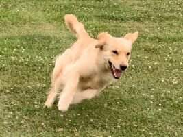 Ruffwater My Life's A Ball BN RA TKN CCA