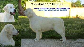 Club HR. Golden Shine Siberia Glen Serendipity