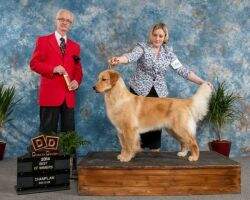 Goldensand Lets Face The Music And Dance