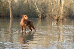 HRCH Keela Judge Murphy Sensation