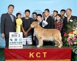 KCT CH Maximus Golden Trip Fabulous Marilyn
