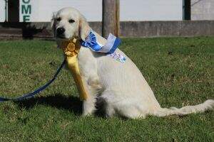 Show Me Daisies In The Field AKC: RN CGC; UKC: NV NC PTN PTA