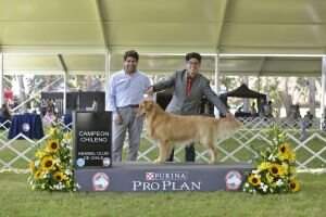CH.CHI CH.JCHI CH.JARG CHARLES KINGS IN SHOW