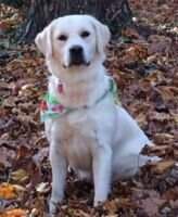 Aspens Prancing Snowflake CGCA