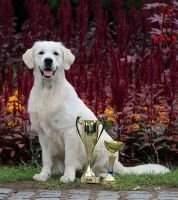 CZ Grand Ch CZ Ch CZ CH PL CH SK Club Champion Crazy Sweet Albipolis