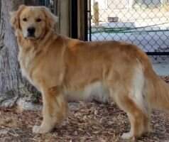 Bear Valley's Bella Luna Winter Night's Dream