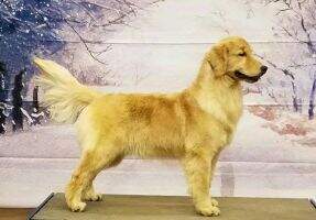 GoldStrike Gunna Be A Rock Star