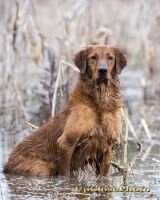 GRHRCH (4) Swamp Collie's Gotta Have Heart MNH *** HTHF