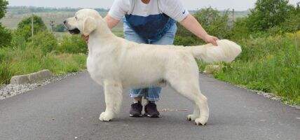 CIB Ch LT Ch UA GrandChUA SuperGrCHUA GrChMOL BBB Lovelas de Lar de Casanova Crufts Qualifications 2019 FT-DUCK III