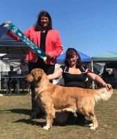 Australian Champion Wysiwyg Incredible Story