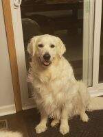 Dream Goldens Einstein