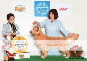 FCI CH JPN CH V.CH Authentic Golden Jp Sparkle Two Two CD1